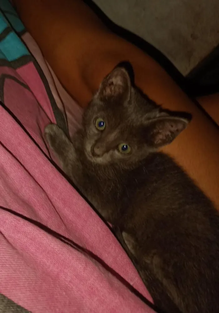 Gato raça SRD-ViraLata idade Abaixo de 2 meses nome Pantera
