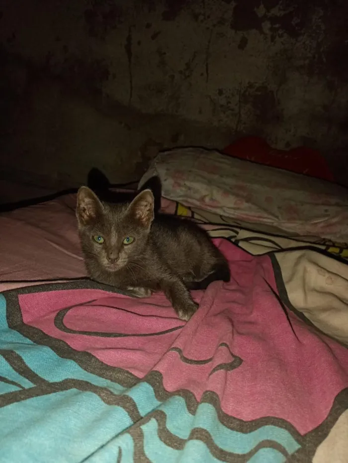 Gato raça SRD-ViraLata idade Abaixo de 2 meses nome Pantera