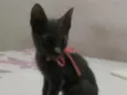 Pantera