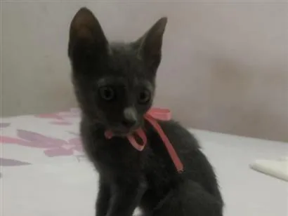 Gato raça SRD-ViraLata idade Abaixo de 2 meses nome Pantera
