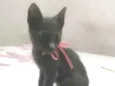 Pantera