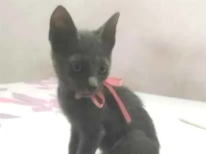 Gato raça SRD-ViraLata idade Abaixo de 2 meses nome Pantera