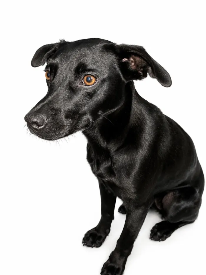 Cachorro raça SRD-ViraLata idade 1 ano nome Luck