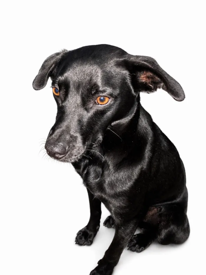 Cachorro raça SRD-ViraLata idade 1 ano nome Luck