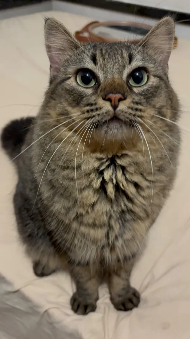 Gato raça SRD-ViraLata idade 1 ano nome Francisco