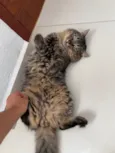 Francisco