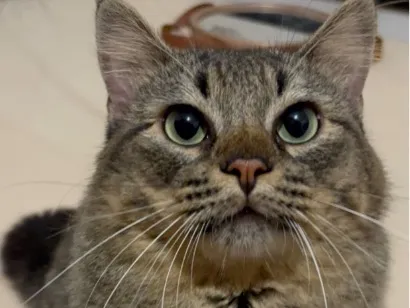 Gato raça SRD-ViraLata idade 1 ano nome Francisco