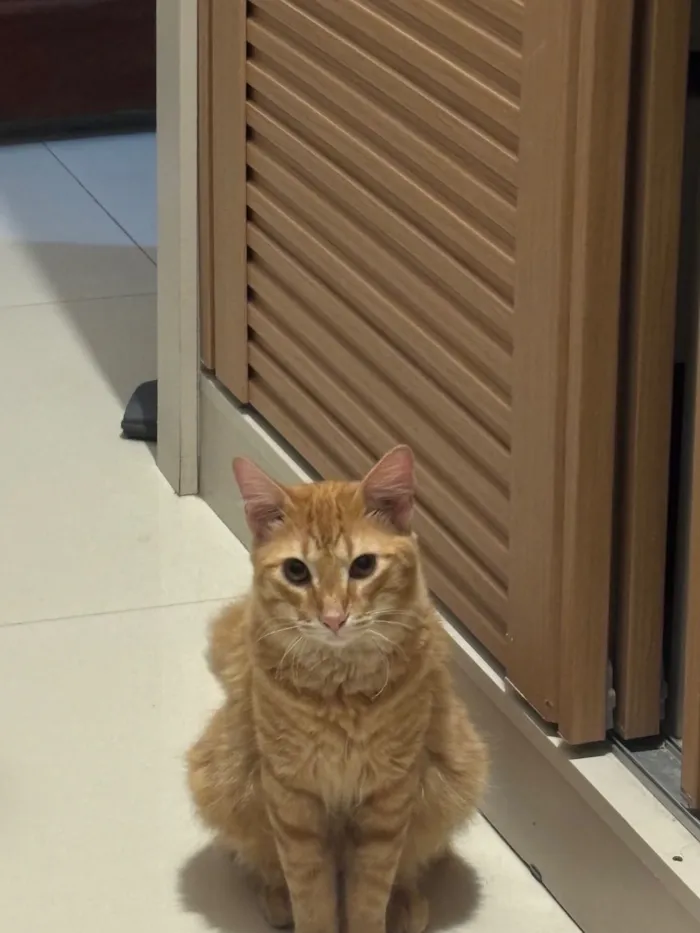 Gato raça SRD-ViraLata idade 7 a 11 meses nome Zé lelé