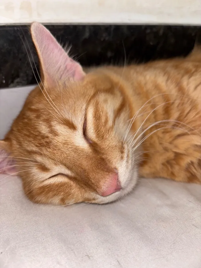 Gato raça SRD-ViraLata idade 7 a 11 meses nome Zé lelé