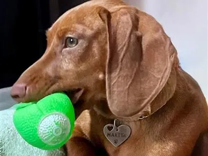 Cachorro raça Basset-Cofap idade 2 a 6 meses nome MAKITA