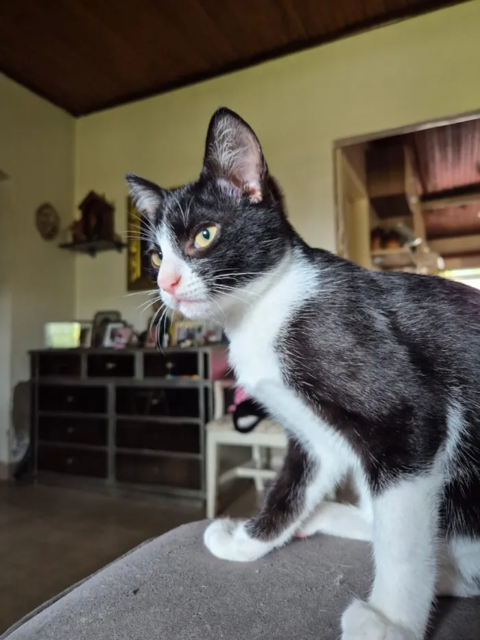 Gato raça SRD-ViraLata idade 2 a 6 meses nome Sofia e Merida