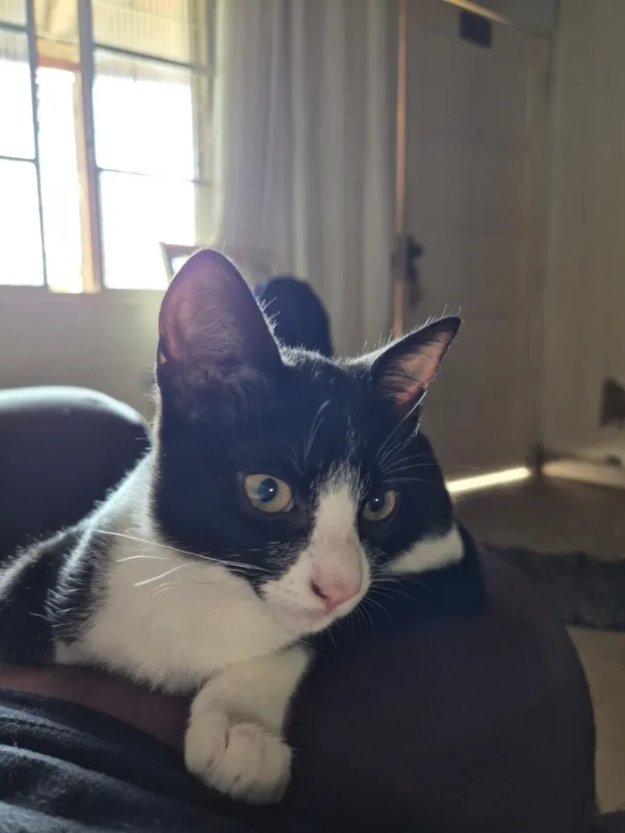 Gato raça SRD-ViraLata idade 2 a 6 meses nome Sofia e Merida
