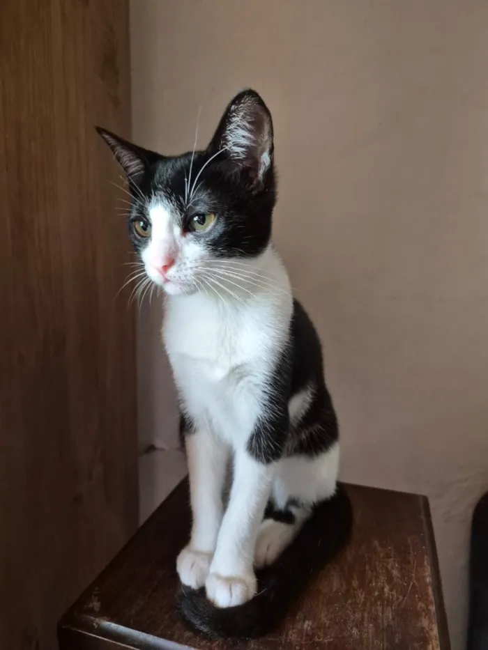 Gato raça SRD-ViraLata idade 2 a 6 meses nome Sofia e Merida