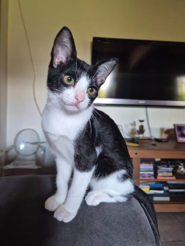 Gato raça SRD-ViraLata idade 2 a 6 meses nome Sofia e Merida