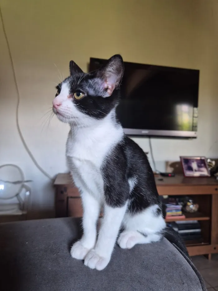 Gato raça SRD-ViraLata idade 2 a 6 meses nome Sofia e Merida