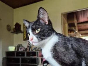 Gato raça SRD-ViraLata idade 2 a 6 meses nome Sofia e Merida