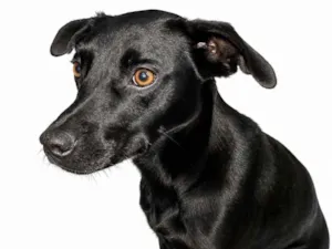 Cachorro raça SRD-ViraLata idade 7 a 11 meses nome Luck