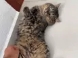 Francisco