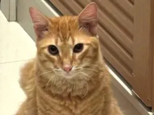 Gato raça SRD-ViraLata idade 7 a 11 meses nome Zé lelé