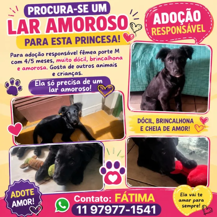 Cachorro raça SRD-ViraLata idade 2 a 6 meses nome Lily