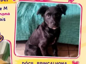 Cachorro raça SRD-ViraLata idade 2 a 6 meses nome Lily