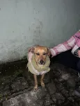 Maisa