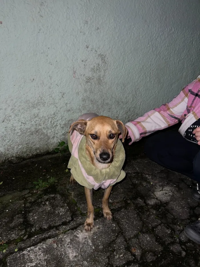 Cachorro raça SRD-ViraLata idade 4 anos nome Maisa