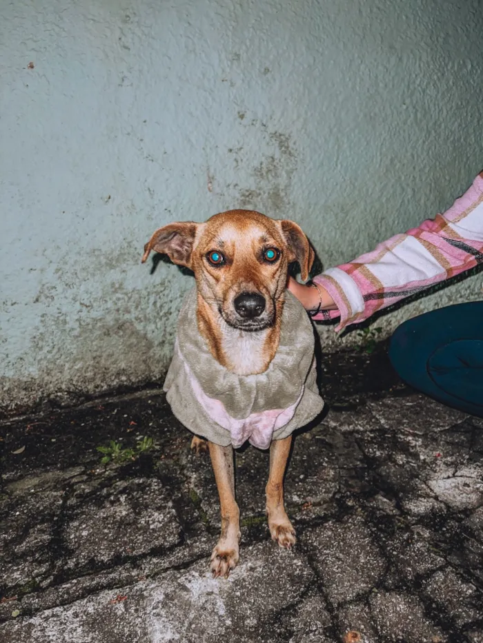 Cachorro raça SRD-ViraLata idade 4 anos nome Maisa