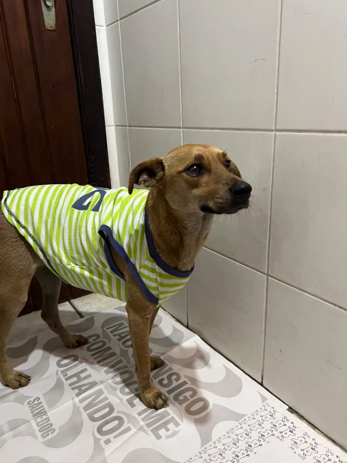 Cachorro raça SRD-ViraLata idade 4 anos nome Maisa