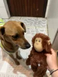 Maisa