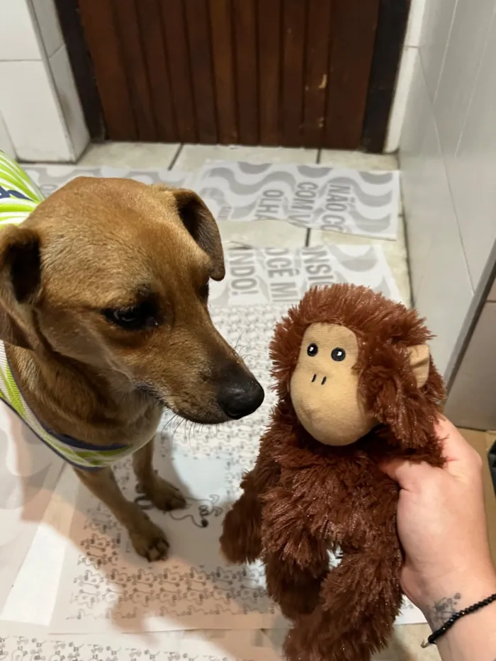 Cachorro raça SRD-ViraLata idade 4 anos nome Maisa
