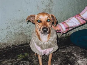 Cachorro raça SRD-ViraLata idade 4 anos nome Maisa