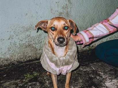 Cachorro raça SRD-ViraLata idade 4 anos nome Maisa