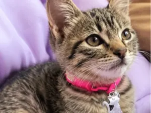 Gato raça SRD-ViraLata idade 2 a 6 meses nome Zara