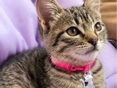 Gato raça SRD-ViraLata idade 2 a 6 meses nome Zara