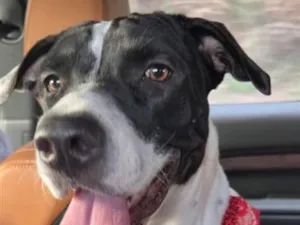 Cachorro raça Pit-Bull idade 5 anos nome Kiara 