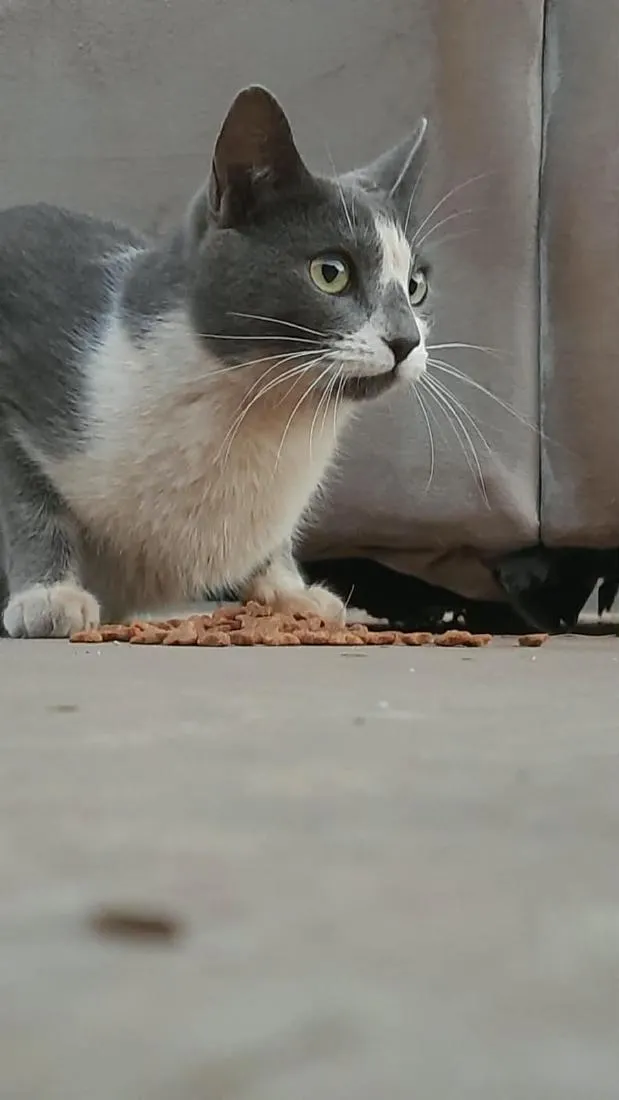 Gato raça SRD-ViraLata idade 1 ano nome Zoe