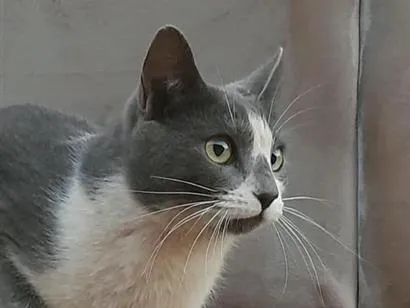 Gato raça SRD-ViraLata idade 1 ano nome Zoe