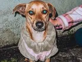 Cachorro raça SRD-ViraLata idade 4 anos nome Maisa