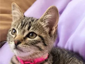 Gato raça SRD-ViraLata idade 2 a 6 meses nome Zara