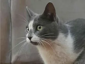 Gato raça SRD-ViraLata idade 1 ano nome Zoe