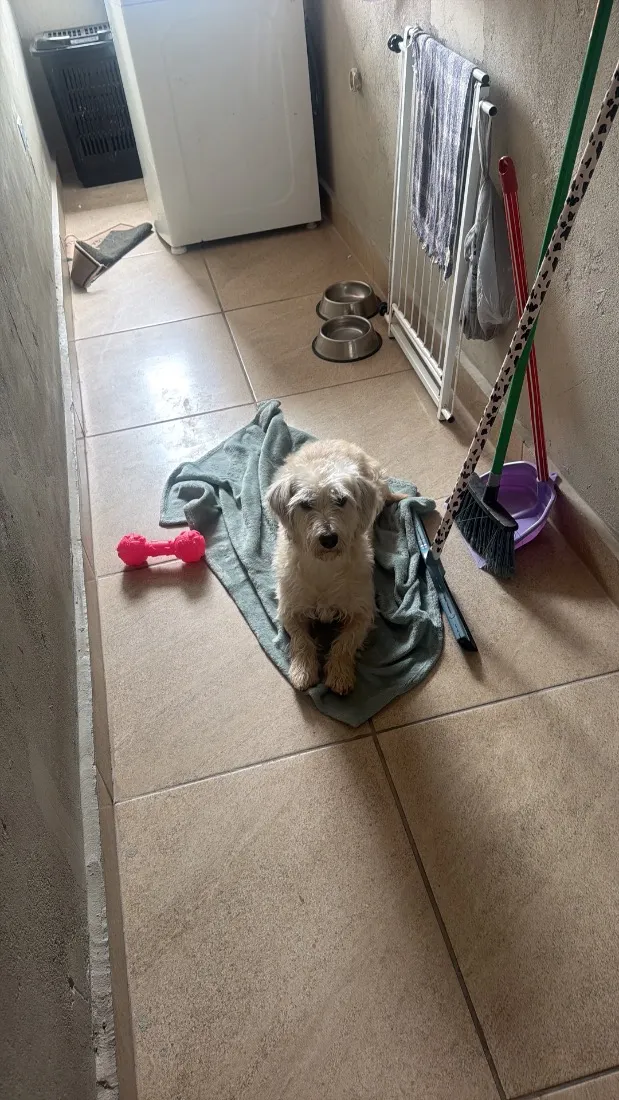 Cachorro raça SRD-ViraLata idade 2 anos nome Amora