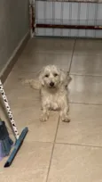 Amora