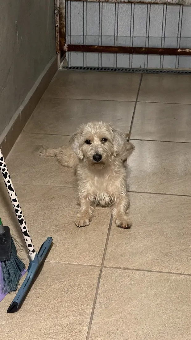 Cachorro raça SRD-ViraLata idade 2 anos nome Amora