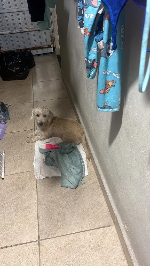 Cachorro raça SRD-ViraLata idade 2 anos nome Amora