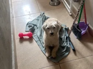 Cachorro raça SRD-ViraLata idade 2 anos nome Amora