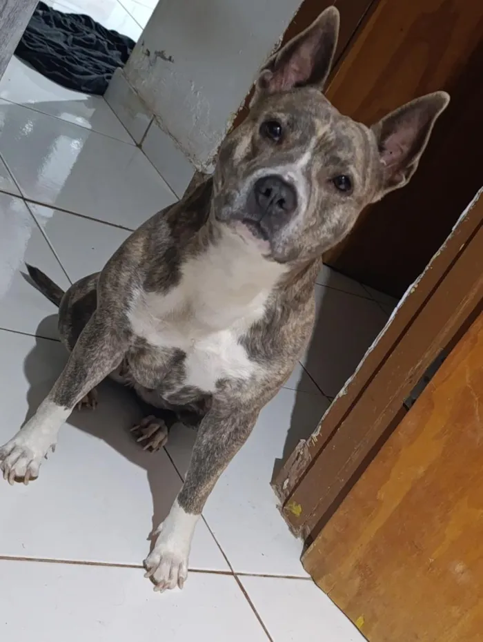 Cachorro raça Pit-Bull idade 3 anos nome Akira