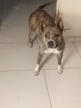 Akira