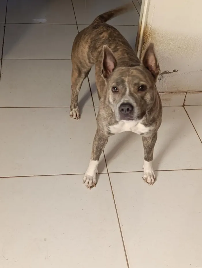 Cachorro raça Pit-Bull idade 3 anos nome Akira