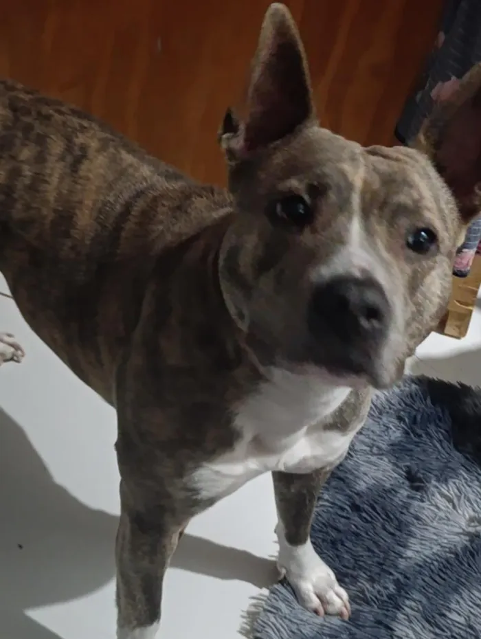 Cachorro raça Pit-Bull idade 3 anos nome Akira